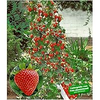 BALDUR Garten Kletter-Erdbeere 'Hummi®', 3 Pflanzen Fragaria Erdbeerbäumchen schnellwachsende Klettererdbeeren…
