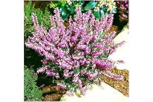 GrowOn Shrubs [x4] Heather Erica x Darleyensis 'J.W Porter' | Multi-Pack | Evergreen Shrubs | Outdoor Garden Ready Plants | Winter to Spring Flowering | Mauve-Pink Flowers