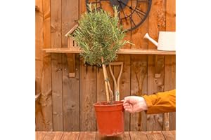 GARDENERSDREAM Buisson de Romarin Lollipop | Plante Aromatique fraîche Cuisine Aromathérapie Jardin vert
