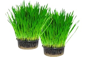 CAT FURNATURE .CO .UK Cat FurNature - Cat Grass Kit x 2 (Grow your own)