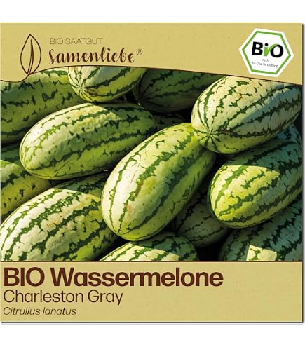 gardenie düngen Gardenie 'Double Mint®' in Weiß kaufen main image 0