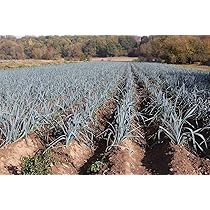 Poireau Gros Long D'Eté - Variété Estivale Et Savoureuse - Idéal Pour Les Plats D'été
