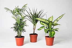Pack 3 Plantas Naturales de Interior - Mix Plantas Indoor - Distintos Packs de Planta- Planta Natural de decoración - Planta 