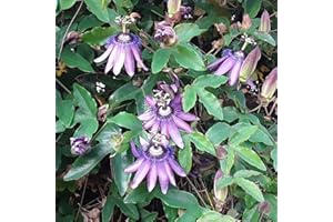 GARDENERSDREAM Passiflore Amethyst - Pianta rampicante da esterno, in vaso da 9 cm