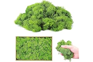 UieaMsio Muschio islandese per fai da te, 200 g, muschio naturale, conservato, muschio artificiale, foglie di muschio riutilizzabili, muschio per il fai da te, per belle decorazioni natalizie o