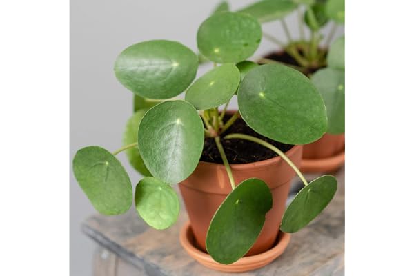Pilea Peperomioides Plante à Monnaie Chinoise de 20 à 30 cm Plante d'Intérieur