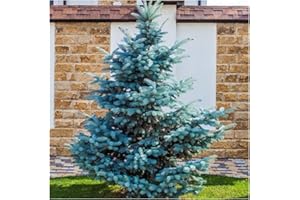 3 Blue Spruce Xmas Tree,Picea Pungens Glauca 20-30cm Lovely Blue Pine Needles 3fatpigs®