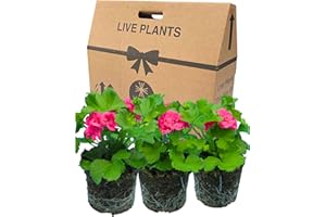 VERDANT LIVING Geranium Plants Live for Planting - 3 Large 1ltr Pot Size Garden Ready, Well Rooted, Established Pot Bedding. Add Flower Colour to Containers, Baskets, Patio & Beds. Calliope Pretty Pink Splash