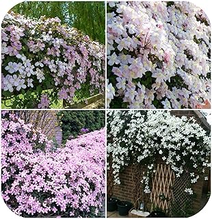 Clematis Montana Grandiflora Plant In 9 Cm Pot Amazon Co Uk