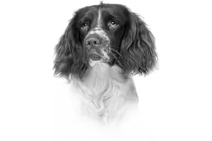 GITEES Springer Spaniel Drawing Print Picture.