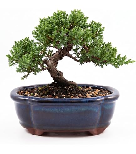 Bonsai - Kaskadenschale 14,5 x 14,5 x 9 cm, mit Motiven 50061: Amazon.de:  Garten