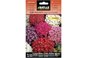 SEMILLAS BATLLE Batlle - Semi di Fiori - Astro della Cina Nano Crisantemo, Assortiti