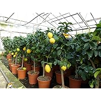 Grünwaren: echter Zitronenbaum 75-100 cm Zitrone Citrus Limon Zitruspflanze