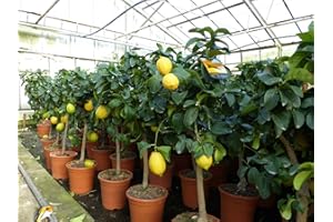 gruenwaren jakubik Real Lemon Tree 70-100 cm Lemon Citrus Lime