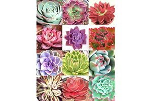SVI color de la mezcla ECHEVERIA, rara exótico HEN y polluelos suculentos de semillas de floración 100 semillas