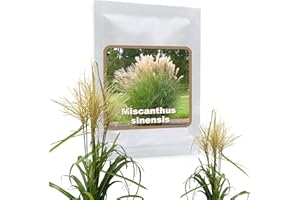 Roseau de Chine env. 100 graines/Miscanthus 