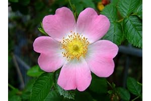 VIVAI DE LAURENTIIS Rosa Canina vaso 19 cm