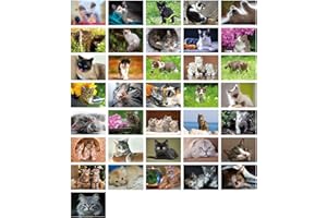 Clever Pool : Lot de 36 cartes postales imaginatives avec motifs de chats uniques | designs et motifs sélectionnés | plaisir à collectionner pour petits et grands | un kit de postcrossing