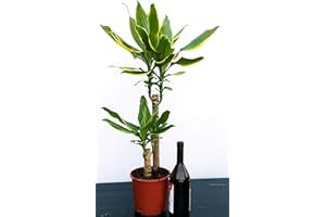 POWERS TO FLOWERS - DRACENA YELLOW COAST 2 TRONCHI, pianta vera