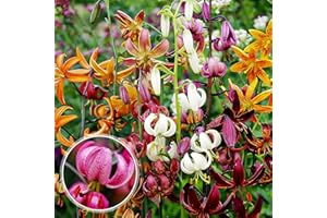 DUTCH BULBS EXCLUSIVE PLANTS FROM HOLLAND Colección de bulbos de lirios martagón de Holanda - 10 bulbos de flores, 5 variedades, 2 por color - Resistente al invierno y perenne - Plantas grandes de lirio - Mezcla de colores