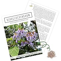 Blauglockenbaum Kiribaum Samen (Paulownia tomentosa) - Schnellst wachsender Baum der Welt mit violetten…