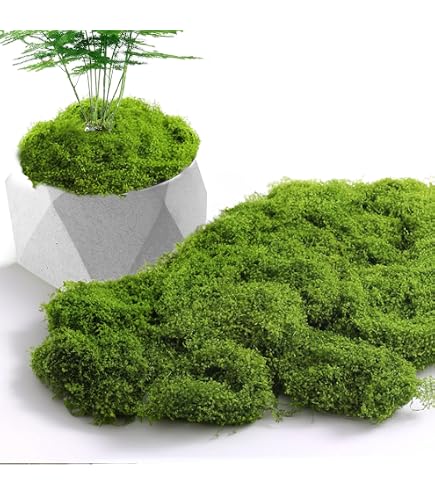 Mousse D'Islande Rayher 100g - Déco Naturelle Verte Pour Créations Florales Et Événements