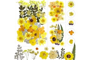 Dog's Booty Giallo Fiori Secchi Pressati Fiori Secchi per Resina Fiori Secchi per Candele Fiori Secchi Fiori Secchi Decorativi Fiori Essiccati per Candele DIY,Gioielli in Resina,Scrapbooking