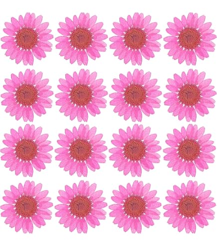 48 Fleurs Séchées Pressées Marguerites Naturelles - Rose - 2.5-3.5 Cm - Pour Artisanat DIY, Résine, Cartes, Décoration