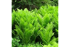 HORTUS PLANTA Matteuccia struthiopteris - Shuttlecock Fern - Plant in 2 L Pot