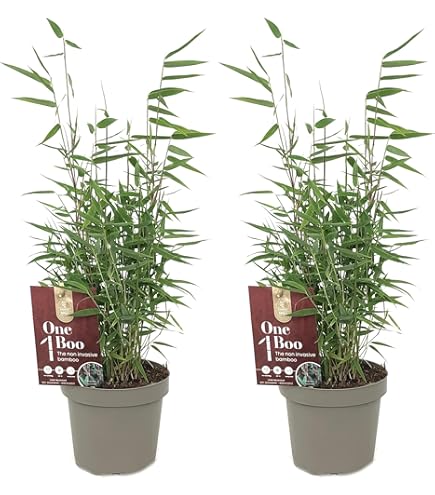 Gardeners Dream Fargesia Rufa - Winterharte Bambus Pflanze - Horstbildend &  Pflegeleicht - Bambus Sichtschutz Garten Pflanzen - Ideal als  Kbelpflanzen, Terrassen Pflanzen, Heckenpflanzen : Amazon.de: Garten