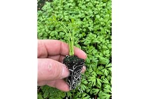 ROOT SOURCE Round Carrot Plug Plants Grow Your Own Vegetables from Our Premium Quality Plants 'Ready to Plant Now' Young Vegetable Plants Seedlings (6, Round)