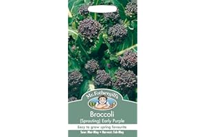 MR FOTHERGILLS Mr Fothergill's 21522 Vegetable Seeds, Broccoli (Sprouting) Early Purple