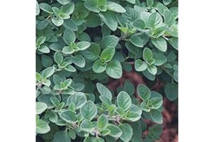 Oregano Seeds - 450 Fresh Greek Oregano Herb Seeds – Plant and Grow Your Own Herbs Ideal for Greenhouse, Garden, Polytunnel, Growbags, Large Pots or Containers - Packed in The UK by Meldon Seeds
