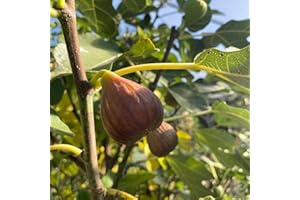 LINCOLNSHIRE POND PLANTS LTD Lincolnshire Fruits Fig Tree - Ficus Brown Turkey 2 Litre Potted.