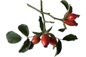 SAMENCHILISHOP (IMMER NUR EINMAL VERSAND) 50 Samen Heckenrose (Rosa canina) Rose, Hundsrose, essbare-sehr gesunde Hagebutten