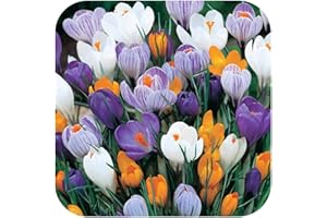 Portal Cool 50 Crocus Vernus misto olandese Grande Fioritura bulbi Size