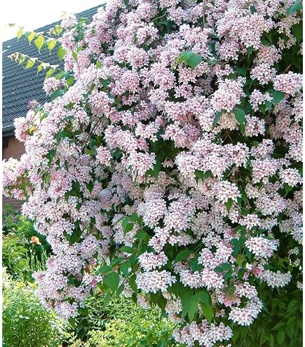 BALDUR Garten 1x Gold-Liguster, Pflanze im 9x9 cm-Topf, Ligustrum  ovalifolium Aureum, Ligusterhecke, wintergrn, winterhart, mehrjhrig,  blhend, schnellwachsende Heckenpflanze : Amazon.de: Garten