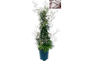POWERS TO FLOWERS - GELSOMINO, JASMINUM POLYANTHUM altezza 90cm, pianta vera
