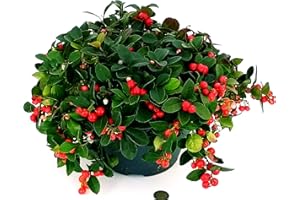 POWERS TO FLOWERS - GAULTHERIA ROSSA XXL, pianta vera