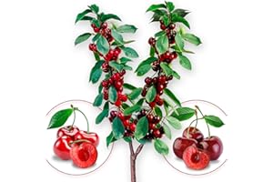 EUROPA GREEN Set de 3 Arbres fruitiers Duo de Cerise/Pomme/Poire - Convient aux balcons, terrasses et petits jardins - Convient aux pots et à la terre