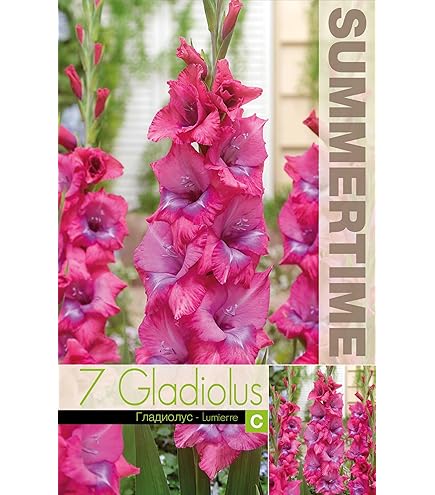 Bulbi Dalia PARK PRINCES | Fiori Perenni Rosa Per Aiuole E Vasi - Confezione Da 1 Bulbo - Foto 7