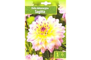 AGRONOM TESTED IN THE GARDEN AGRONOM | DALIAS COMO PLANTAS ORNAMENTALES - SAGITTA | Bulbos de flores perennes | Flores rosadas | Se cultivan en jardines de flores, macetas y céspedes en flor| 1 bulbo