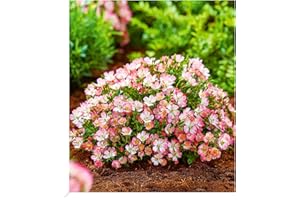 BALDUR Garten Alpin-Rose Cutie Pie®, 1 Pflanze, winterhart, wintergrün, kleine, stark duftende Rose, niedrig und kompakt, blühend, bienenfreundlich, Rosa