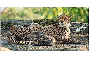 ‎ARTLAND ARTland Wandbild selbstklebende Vinylfolie 100x50 cm Wanddeko Wandtattoo Gepard Tiere Afrika Safari Savanne Natur Landschaft S9HY