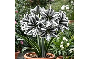 IOUPLIUKDF/Bulbos de amaryllis, amaryllis perennes, decoración de interior y exterior, bulbos de amaryllis seleccionados, colores mixtos raros-1bulbo-F