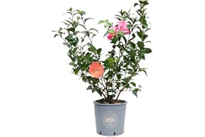 Vannucci Piante, Camelia, Pianta da terrazzo, Cespuglio (rosa)