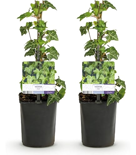 gummibaum kaufen 200 cm Ficus elastica (Gummibaum) (XL) kaufen