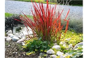 3 x Imperata cylindrica 'Red Baron' im 1 Liter Topf (Ziergras/Gräser/Winterhart/Mehrjährig) Japanisches Blutgras - tolle Rotfärbung bis zum ersten Frost - super für Balkon & Kübel - von Stauden Gänge