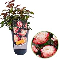 Rosa"Nostalgie" | Großblumige Rosen | Weiß-rote Rosen | Duftend | Höhe 40 cm | Ø-17 cm