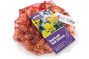 Mixed Daffodil Bulbs 1.5kg of Large Bulbs of Mixed Daffodils (35 bulbs approx.) Plant now in Gardens, Borders & Flowerbeds – Flower Bulbs by Jamieson Brothers